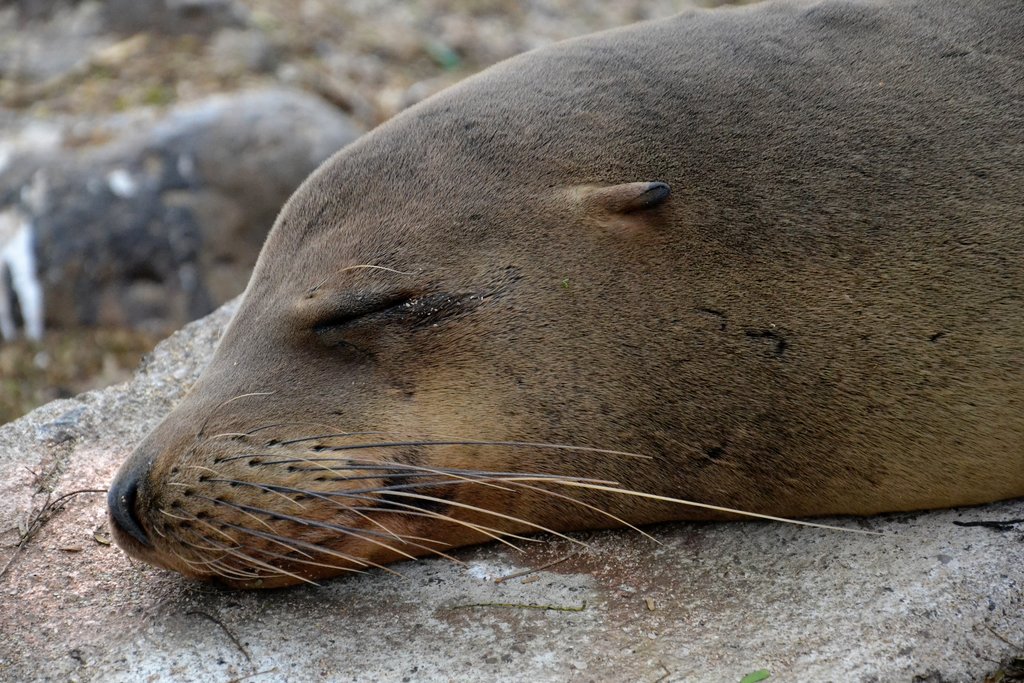 Sleeping sea lion