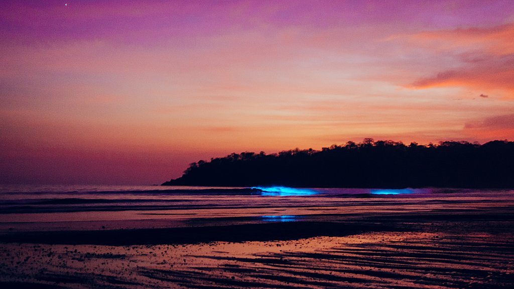 Bioluminescence at dusk