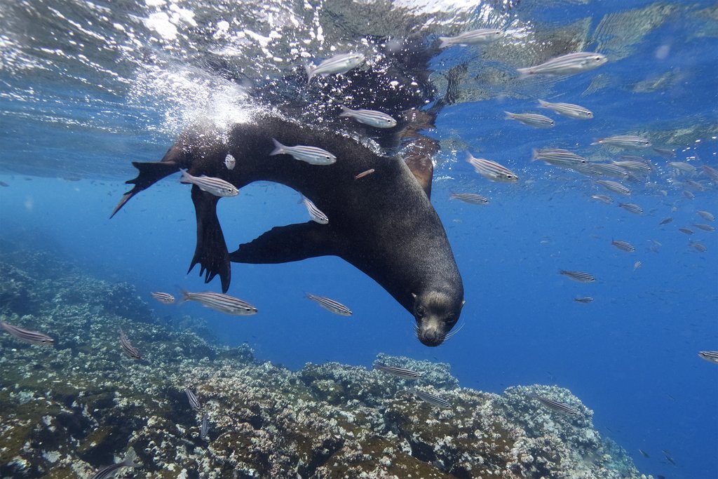 Sea lion underwater