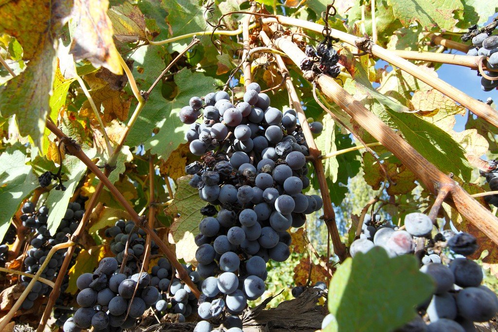 Malbec grapes