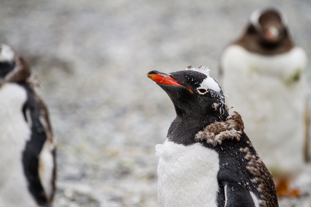 Gentoo penguins in Isla Martillo