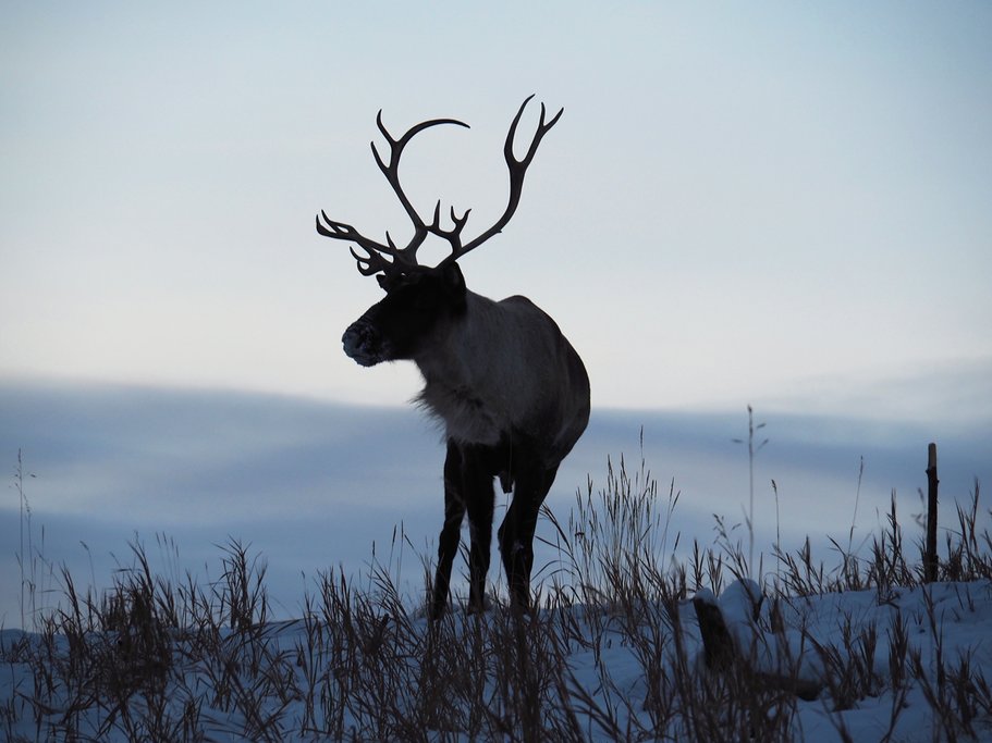 See Caribou and other local wildlife