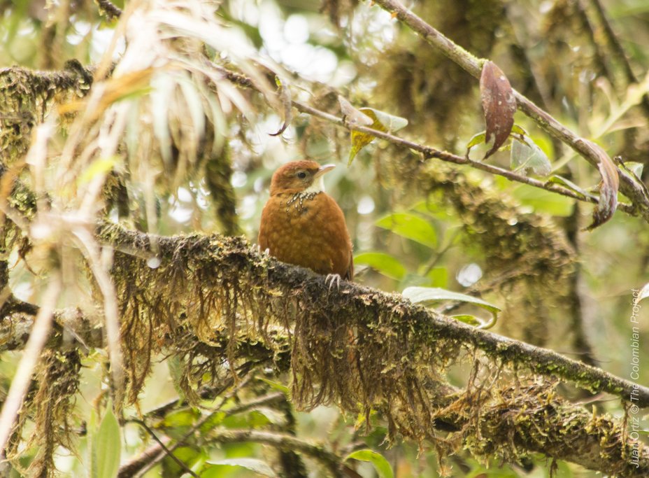 Star-chested Treerunner.