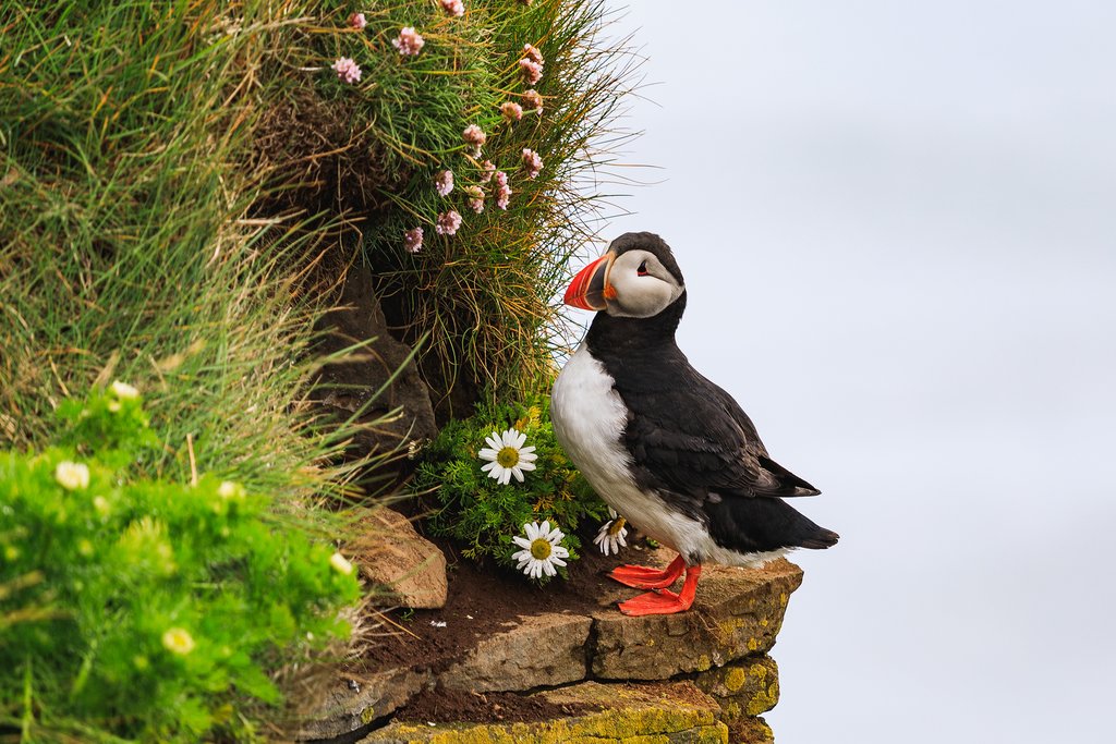Keep an eye out for puffin colonies in the Westfjords