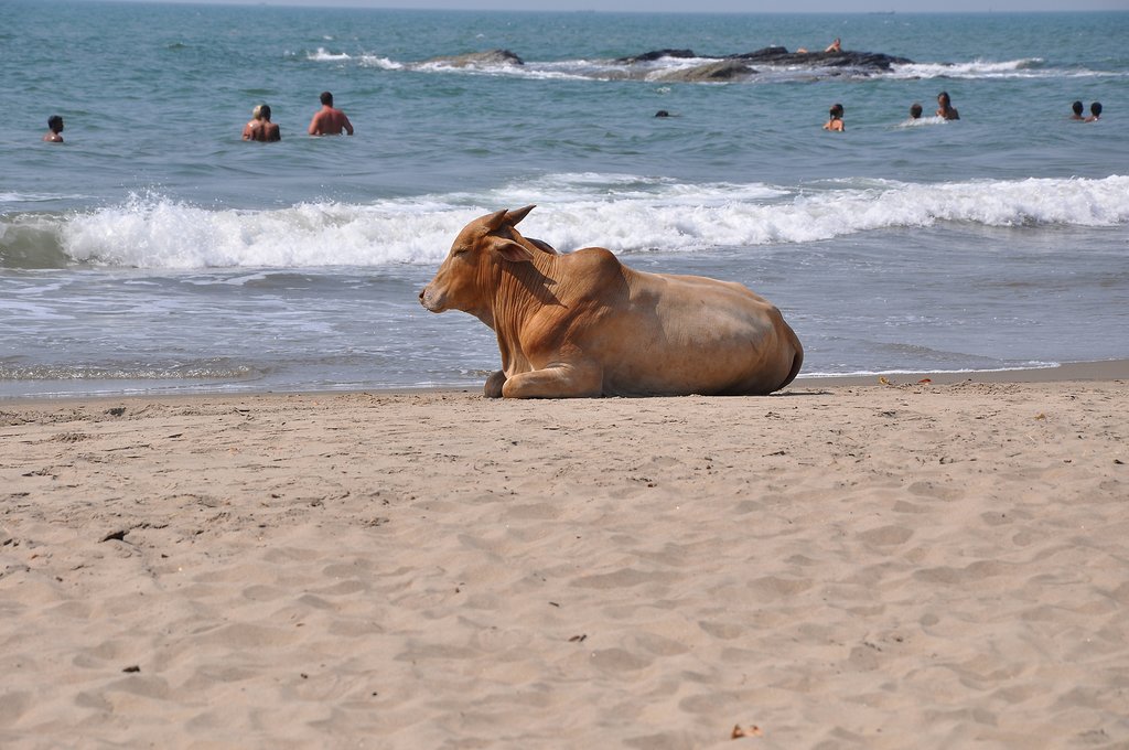 Cow on beach in Goa