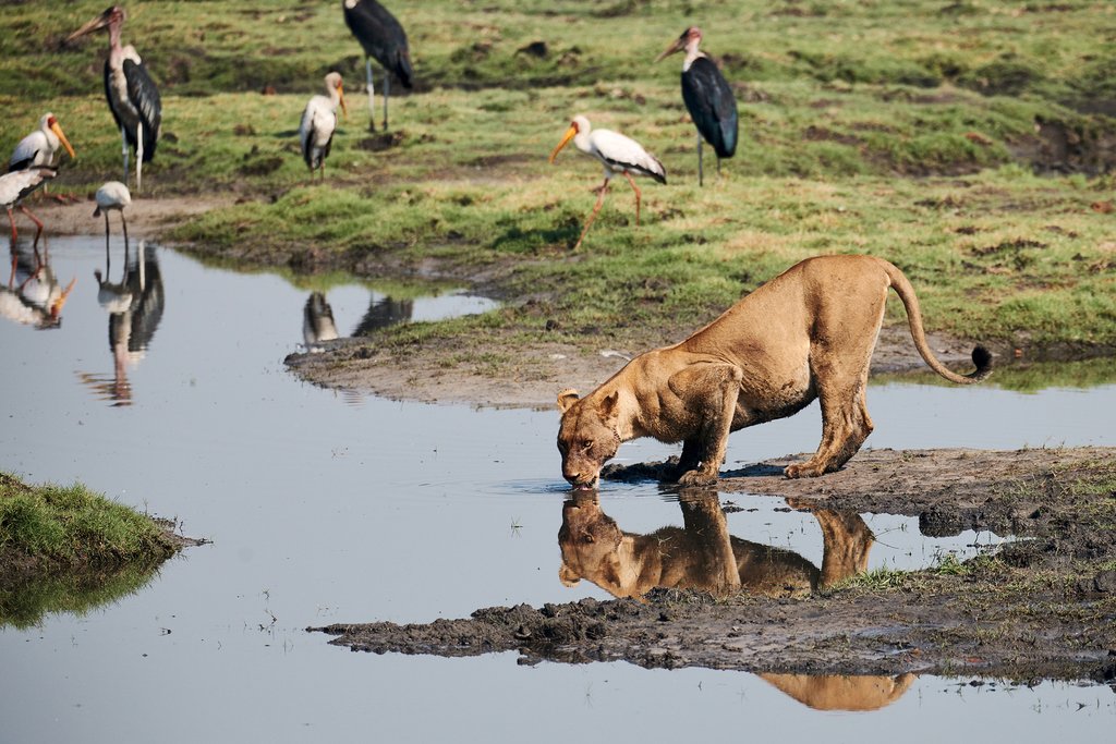 Lioness drinking from a waterwhole in Savute
