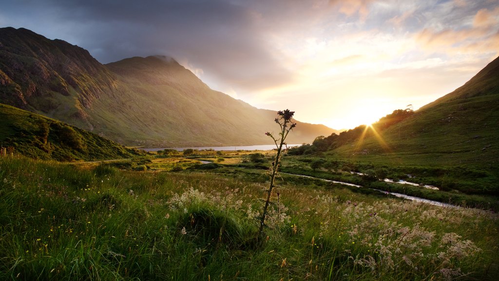 Wilds of Mayo
