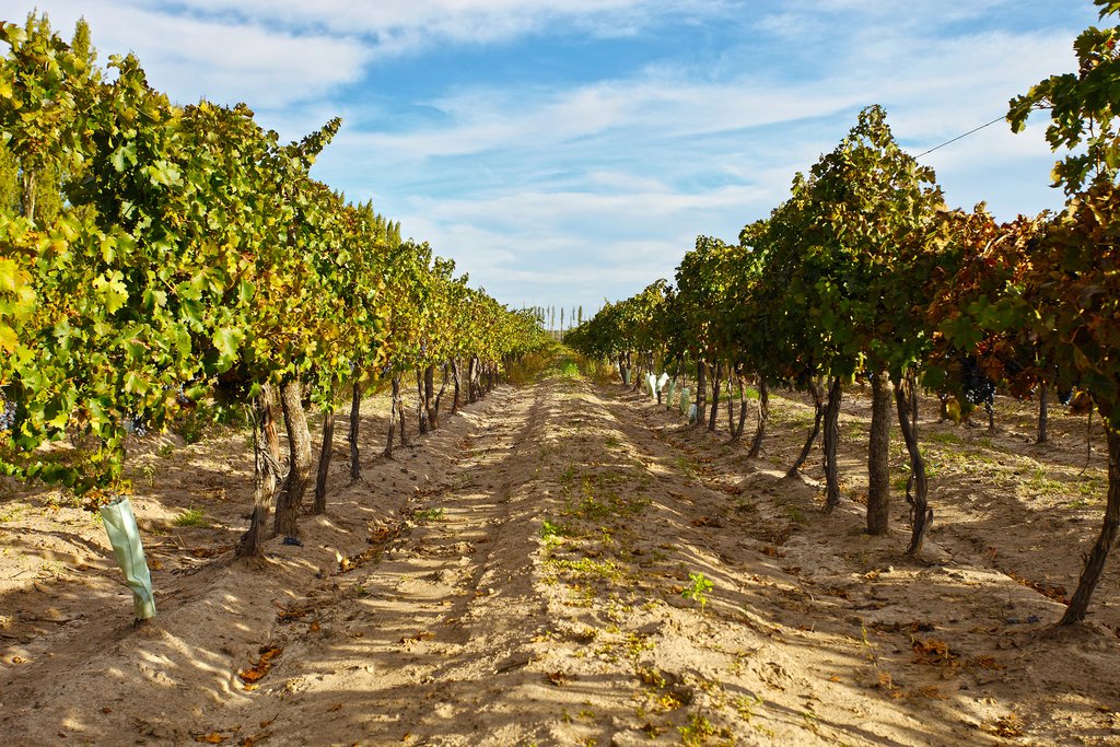 Vineyards in Mendoza