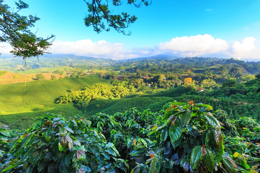 Colombia's coffee region