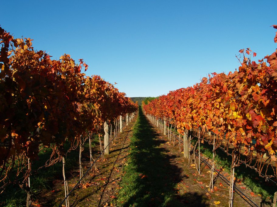Explore Waiheke Island Wineries