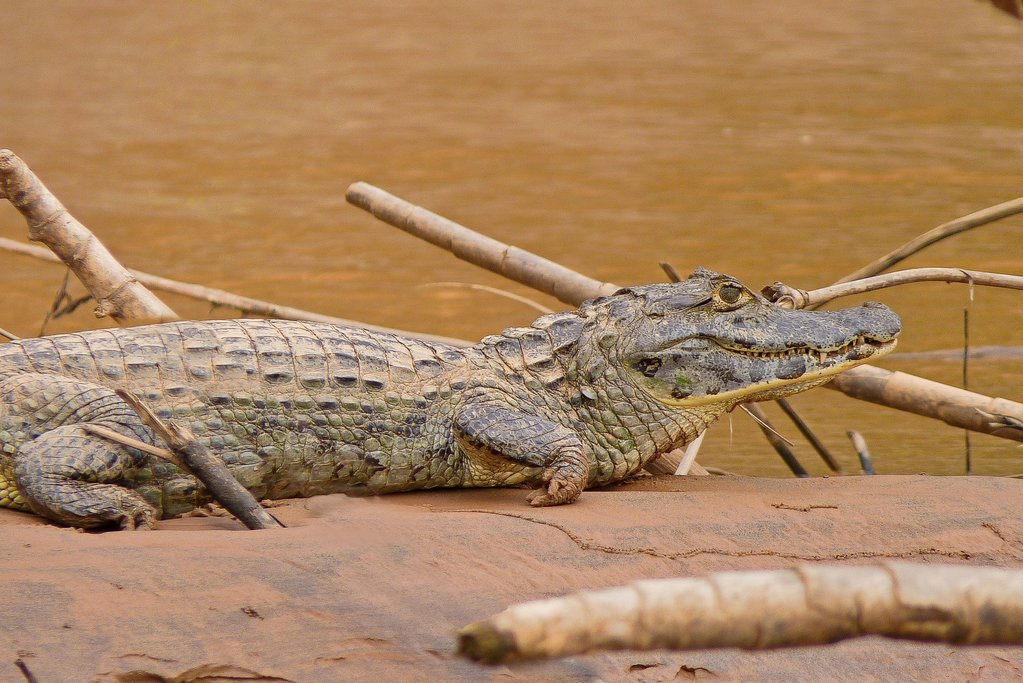 Caiman on the banks of the Quiquibey.