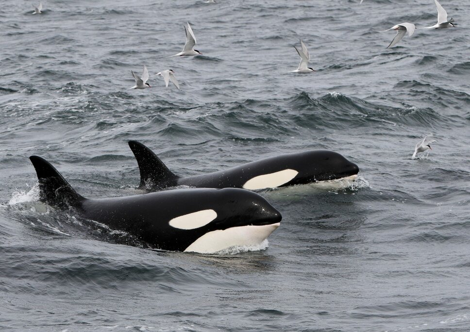 Whale Watching Ólafsvík