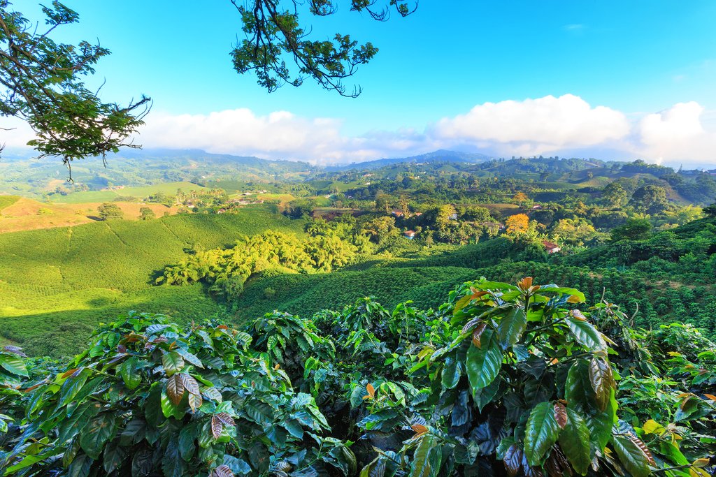 Coffee plantation