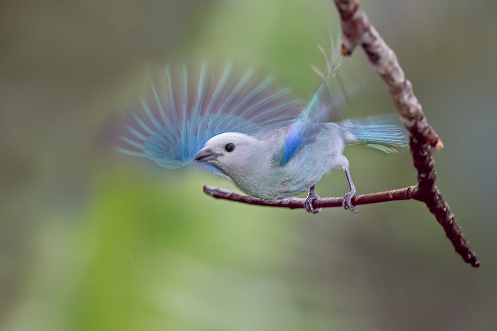 Hummingbirds are a common sight