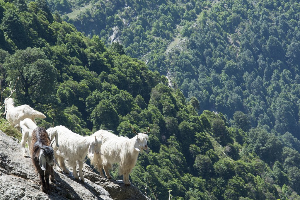 Mountain Goats near Triund