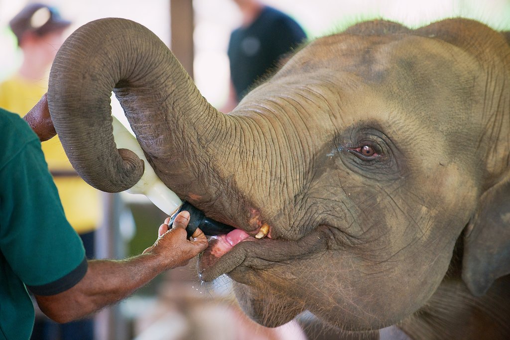 Elephant rescue centre