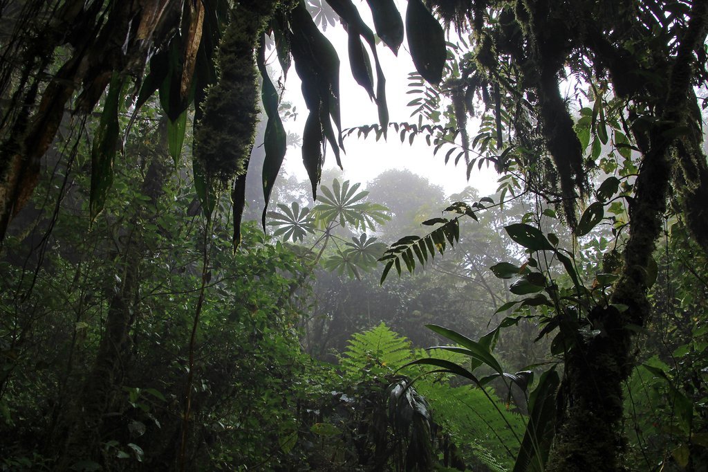 Monteverde's Cloud Forest