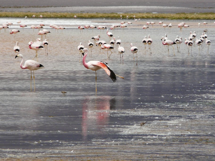 The high lakes of Southern Potosí are home to three kinds of flamingos.