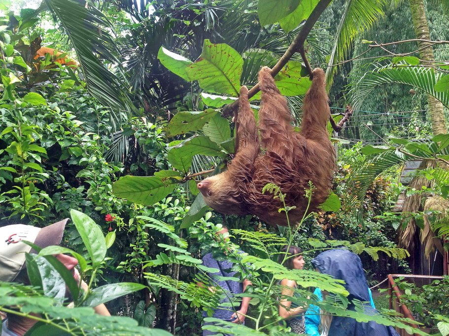Be on the lookout for sloths hanging from the trees 