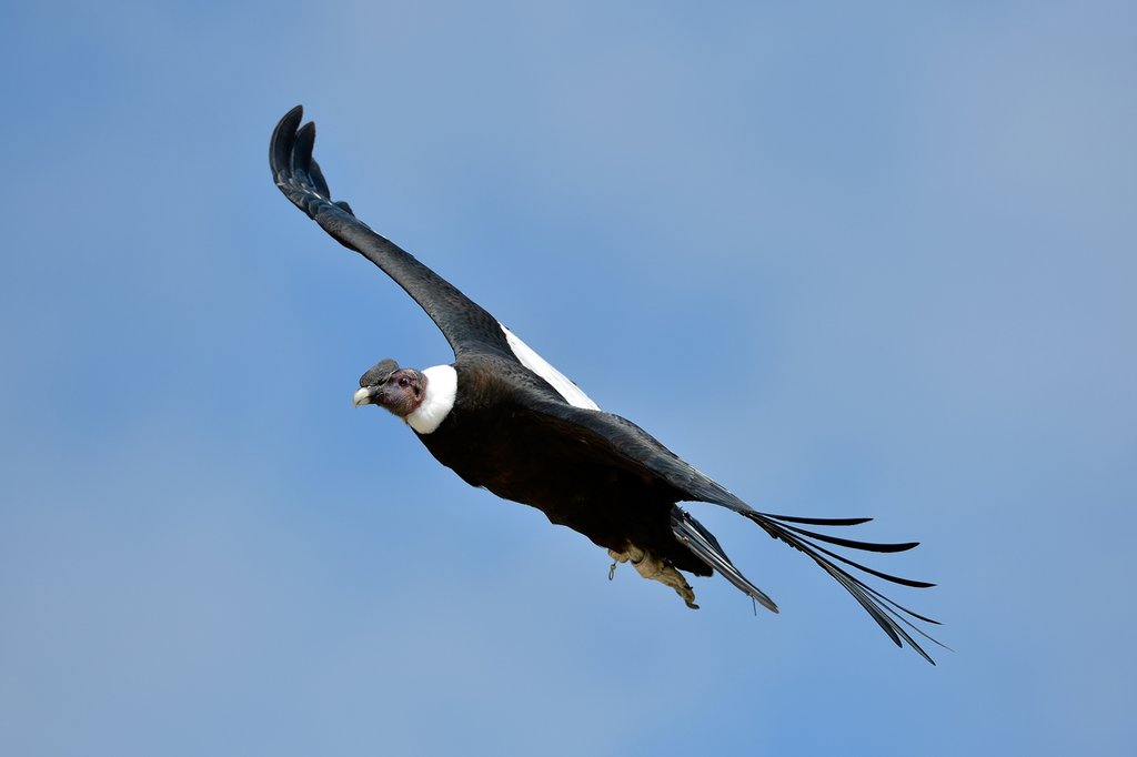 The Andean condor, Colombia's national bird