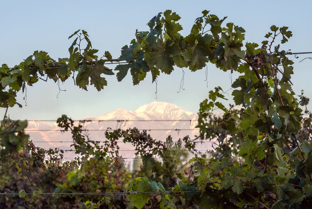 Aconcagua and Mendoza vineyard, Argentina