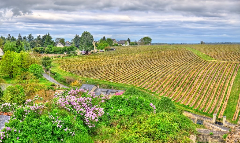 Drive through the vineyards of Medoc