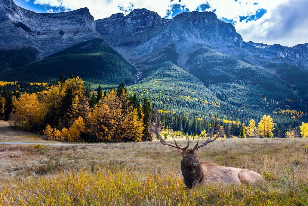 A red deer resting in a field outside of Canmore