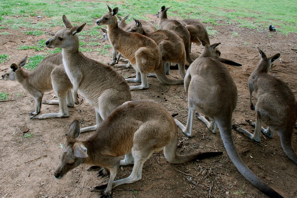 Mingle with kangaroos at Lone Pine Koala Sanctuary