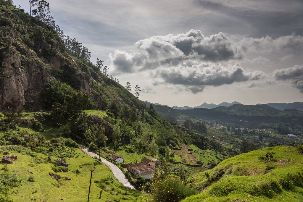 Ooty tea plantations
