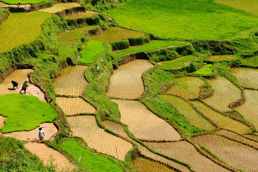 Rice Field in Rantepao