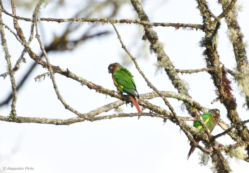 Brown-breasted Parakeet.
