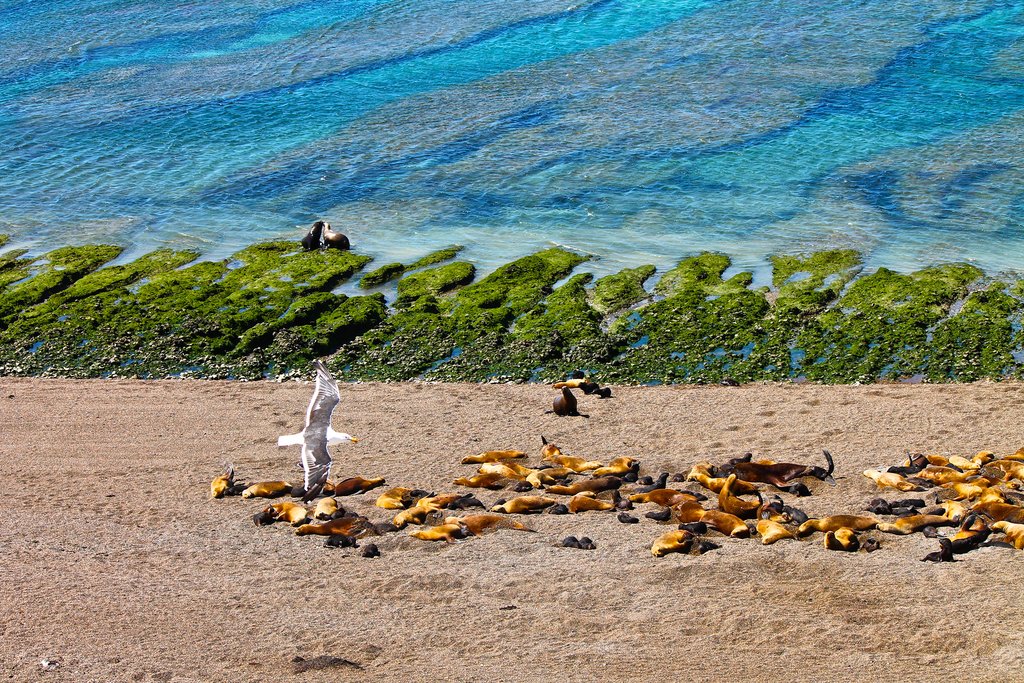 Sealife in and around Puerto Madryn