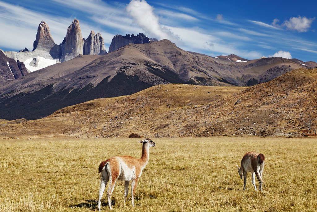 Look for guanacos in and outside of the park