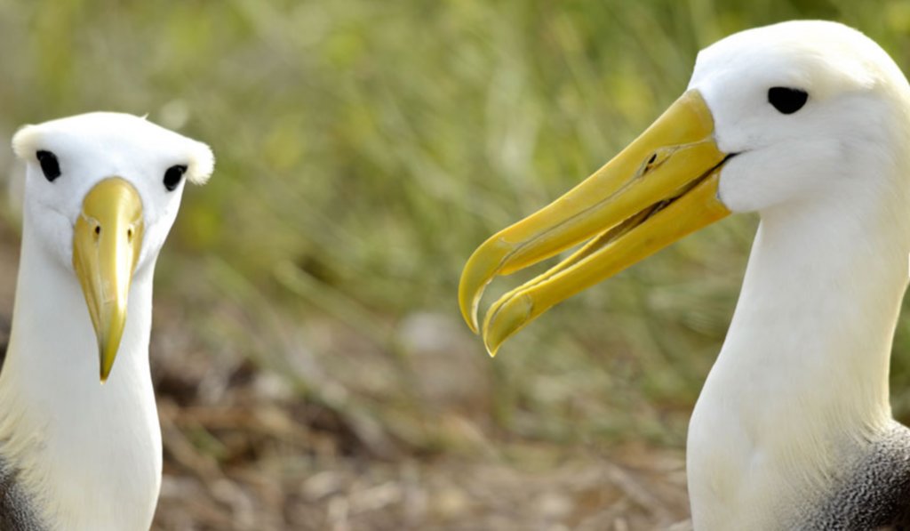 Waved Albatrosses