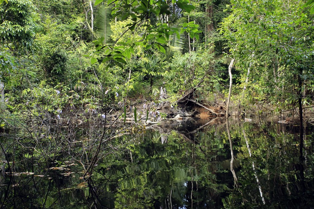 The Amazon Rainforest