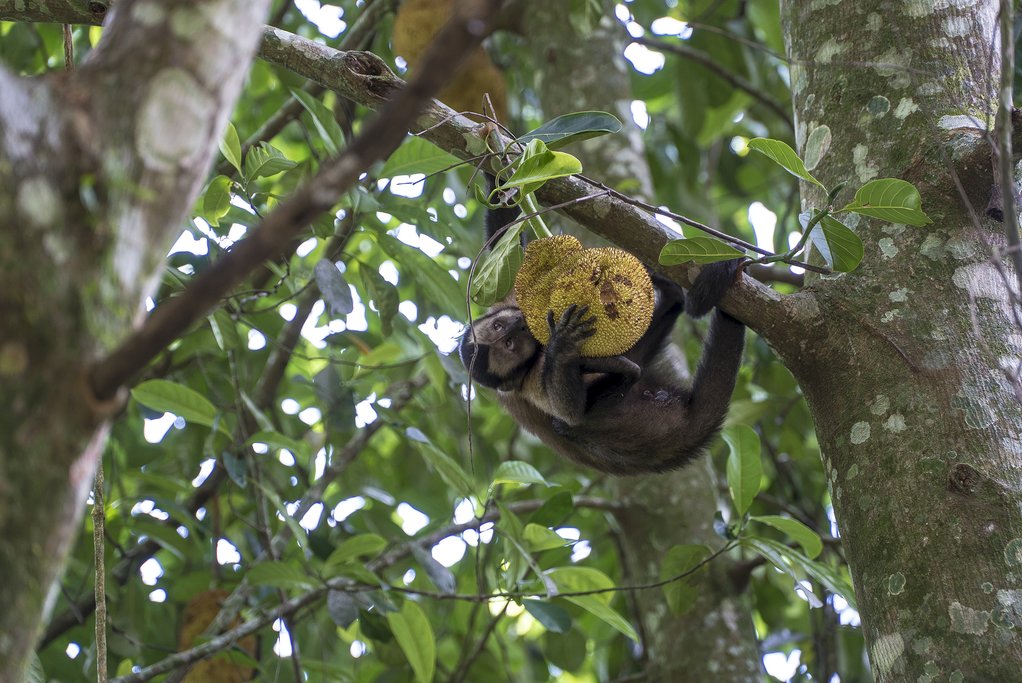 Monkey in Tijuca National Park