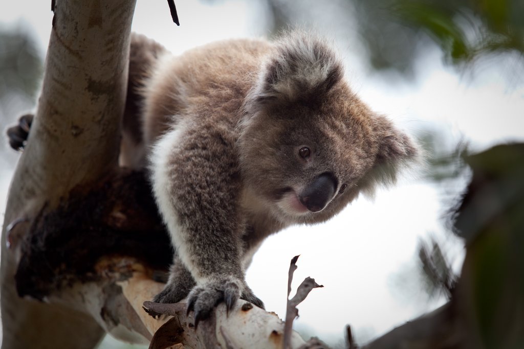 Koala Conservation Centre, Phillip Island