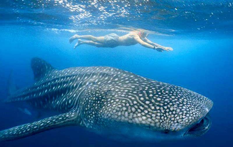 Swimming with whale sharks