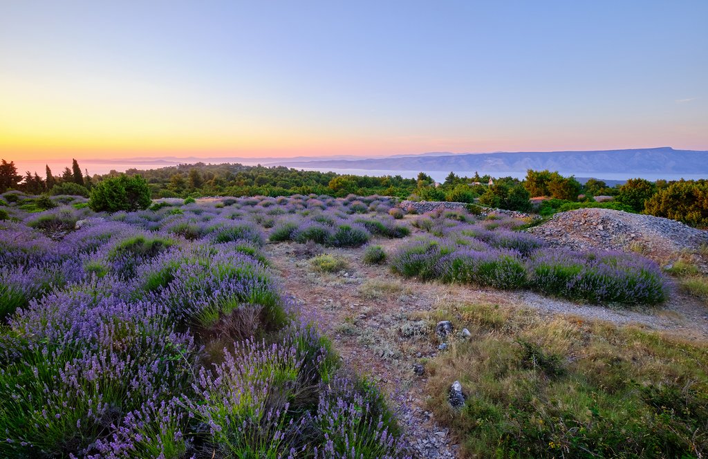 Lavender field