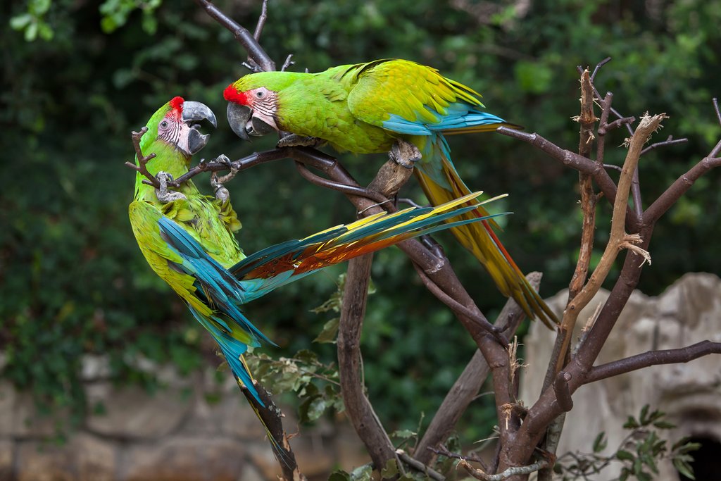 Green macaws thrive in this region