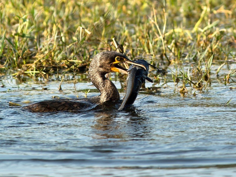 A Great Cormorant (Phalacrocorax carbo) is a common sight in the park. You are likely to see many species of birds on this day of the trip.