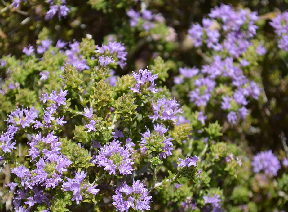 Flowering thyme