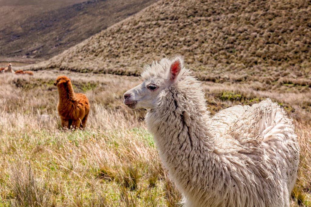 Alpacas can be spotted near the slopes of Antisana volcano.