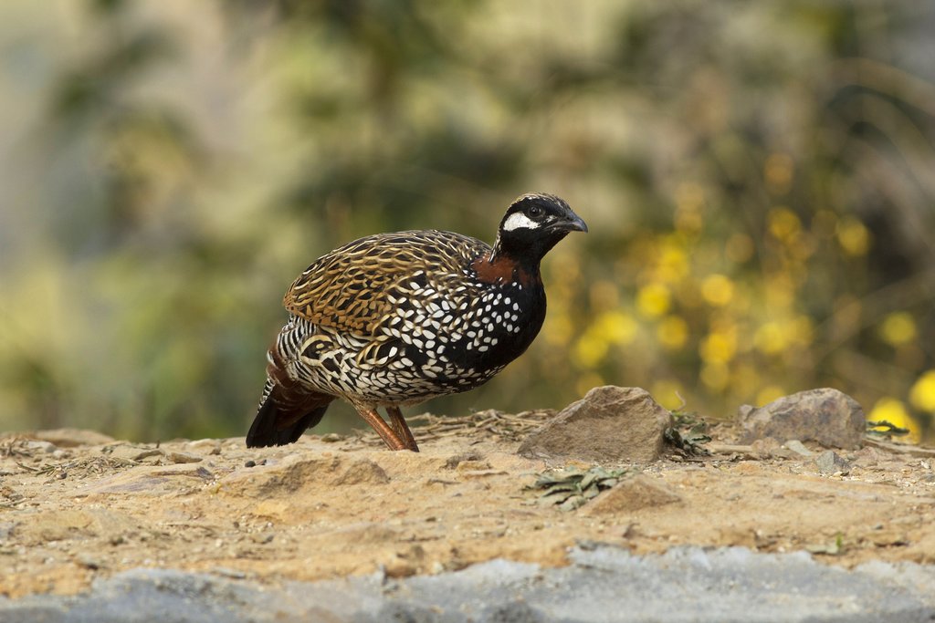 Keep your eye out for the black partridge