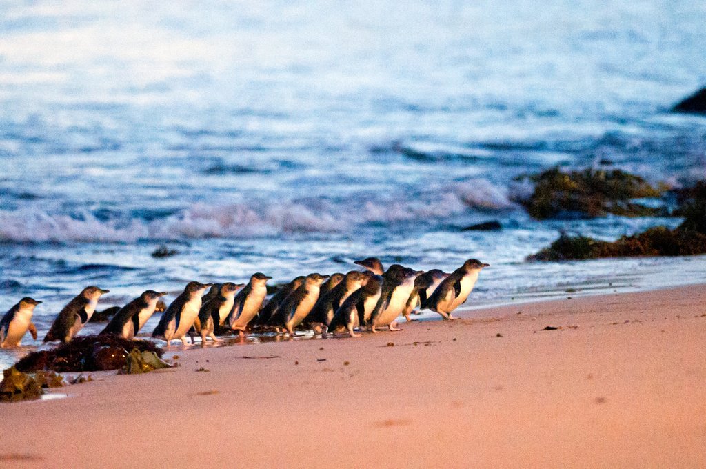 The Penguin Parade at Phillip Island
