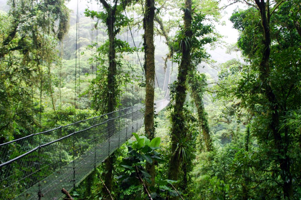 Suspension bridges in Monteverde
