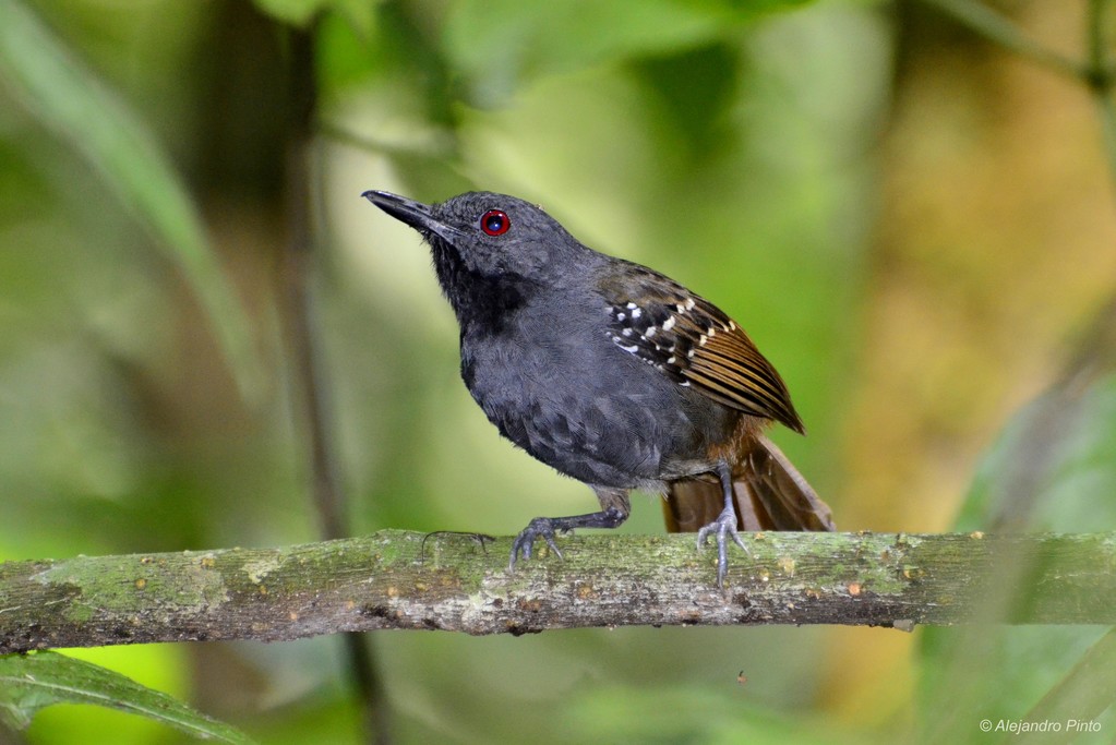 Magdalena Antbird