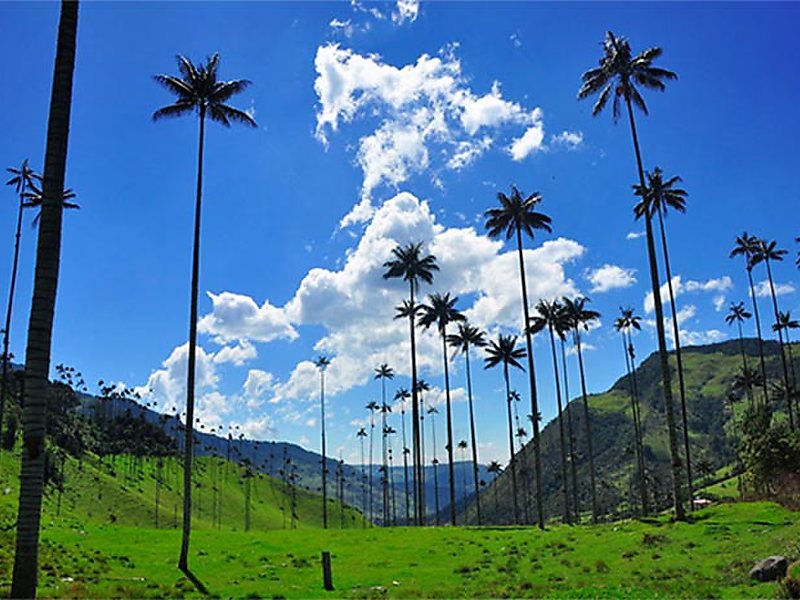The Cócora Valley's distinctive towering palms.