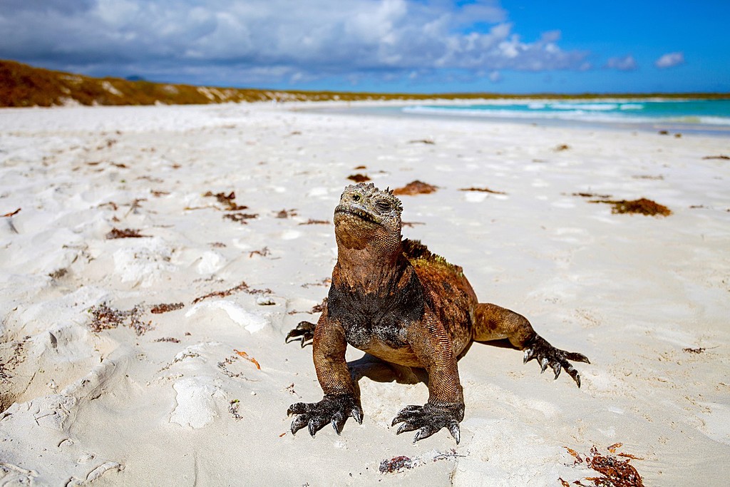 Marine iguana at Tortuga Bay beach