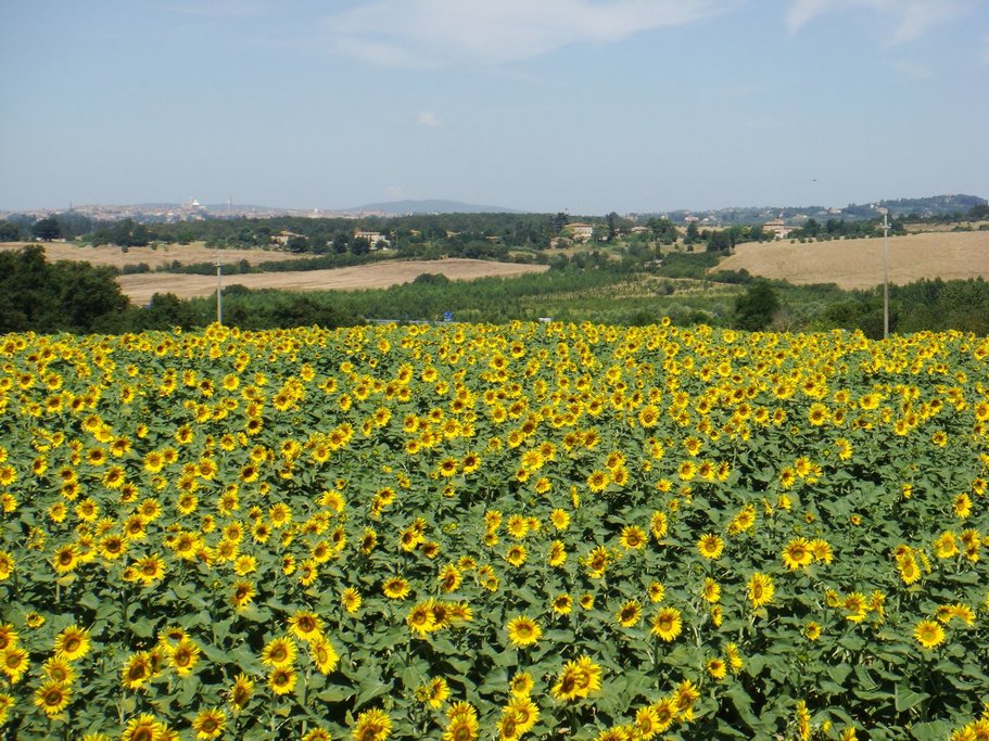 Countryside sunflowers